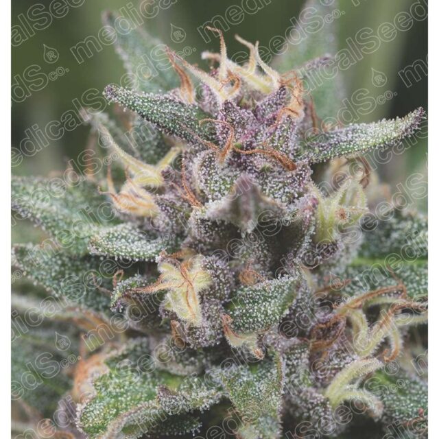 BlueHell Auto de Medical Seeds