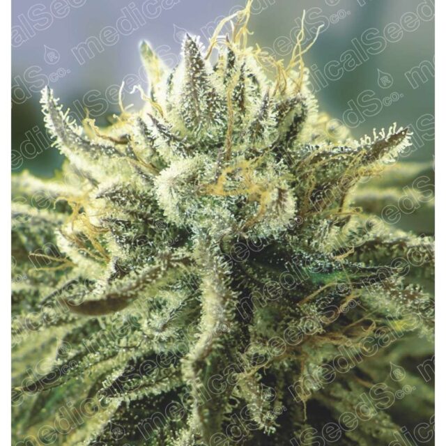 Canadian Kush 2.0 feminizada de Medical Seeds
