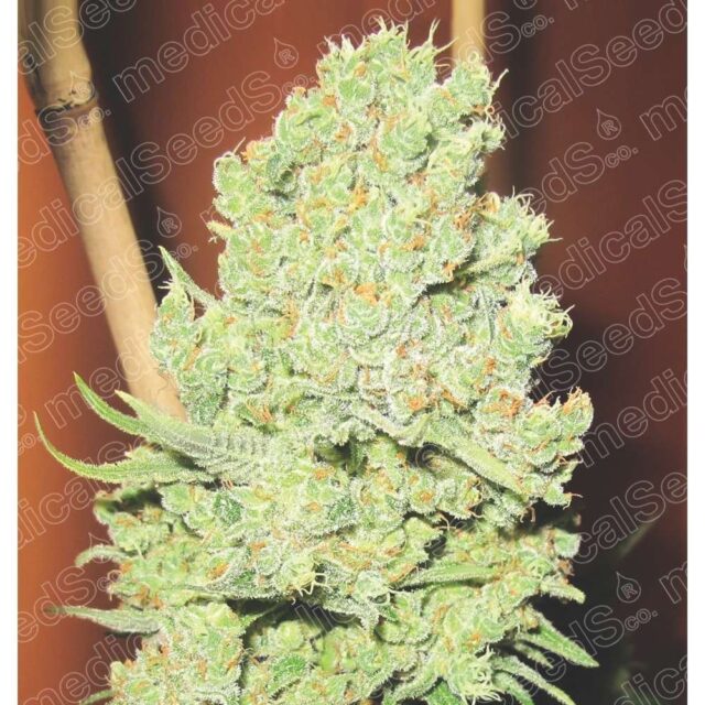 Channel + feminizada de Medical Seeds