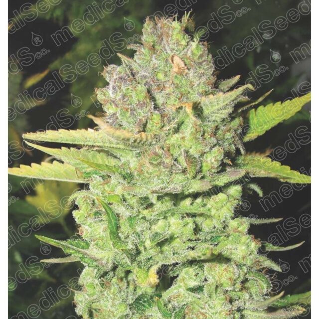 Devil Fruit feminizada de Medical Seeds