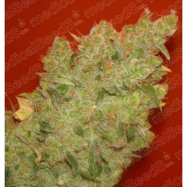 Jack La Mota feminizada de Medical Seeds