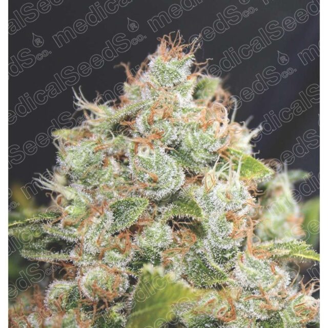 Malakoff feminizada de Medical Seeds