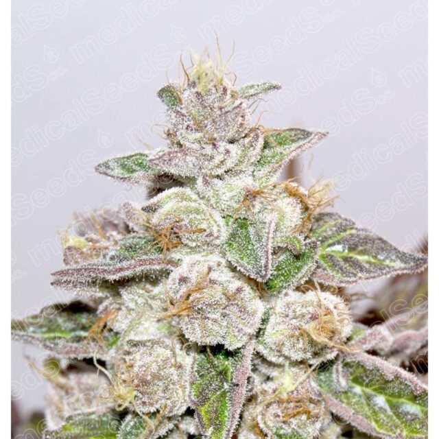 Mendocino Purple Kush feminizada de Medical Seeds