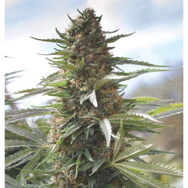 Over Dawg feminizada de Medical Seeds