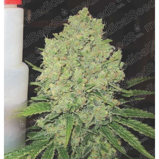 Prozac feminizada de Medical Seeds