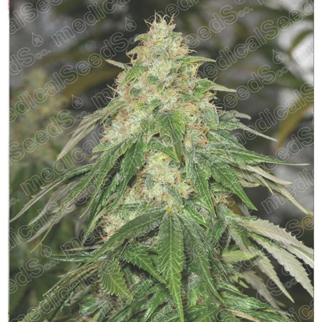 Soma Sweet feminizada de Medical Seeds