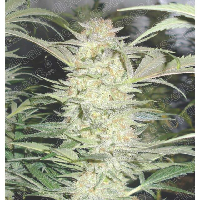 White Widow feminizada de Medical Seeds