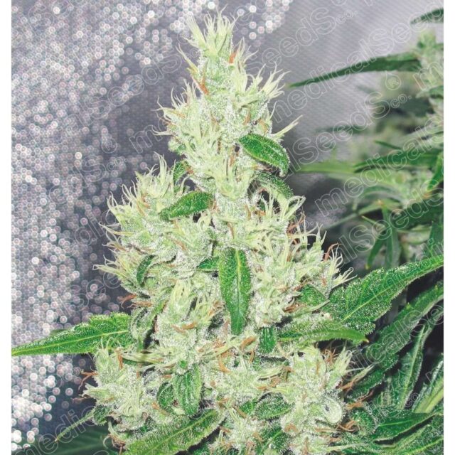 Y Griega feminizada de Medical Seeds