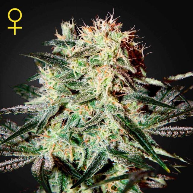 Arjan's Strawberry Haze feminizada de Green House Seeds