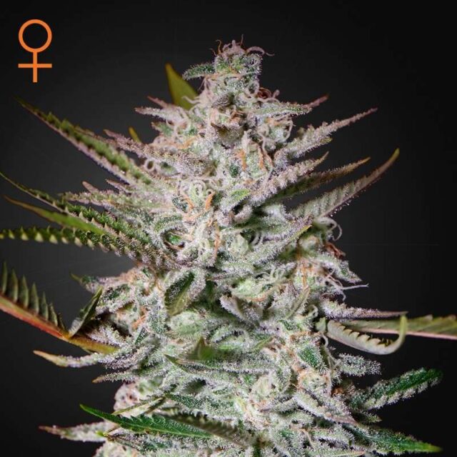 Holy Punch feminizada de Green House Seeds