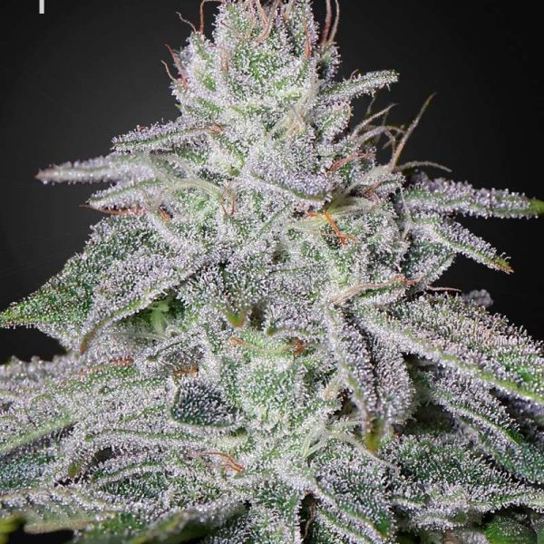 Franco's Lemon Cheese feminizada de Green House Seeds