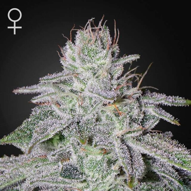 Franco's Lemon Cheese feminizada de Green House Seeds