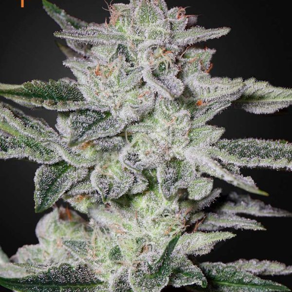 Sweet Valley Kush feminizada de Green House Seeds