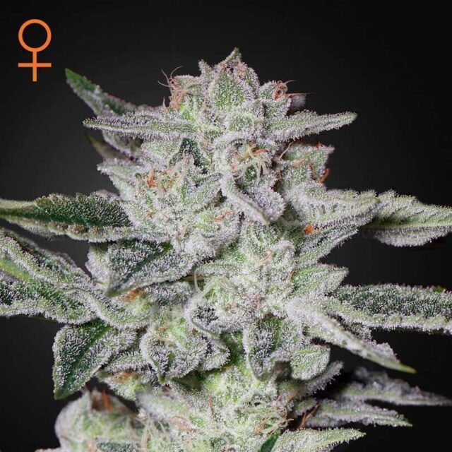 Sweet Valley Kush feminizada de Green House Seeds