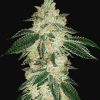 Green Crack Auto de FastBuds