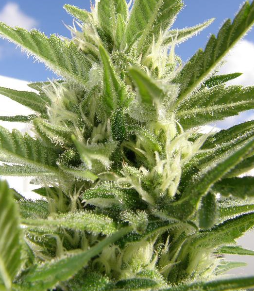 Auto King Kong de Dr. Underground