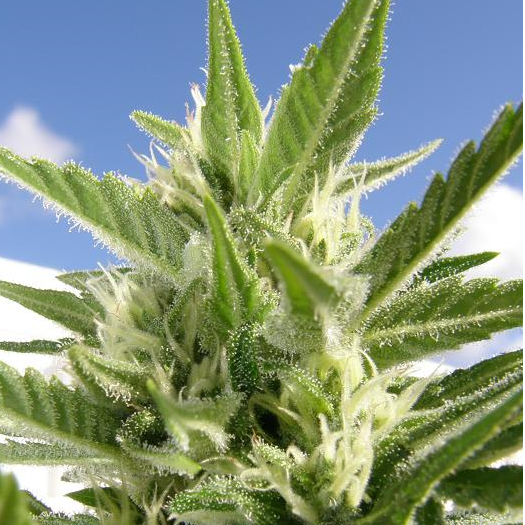 Auto King Kong de Dr. Underground