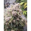 Auto Cinderella Jack de Dutch Passion