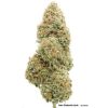 Auto Cinderella Jack de Dutch Passion