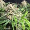 Auto Cinderella Jack de Dutch Passion
