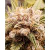 Auto Cinderella Jack de Dutch Passion