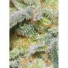 Auto White Widow de Dutch Passion