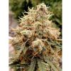 Auto White Widow de Dutch Passion