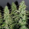 Auto White Widow de Dutch Passion