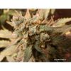 Auto White Widow de Dutch Passion