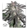 Bubba Island Kush feminizada de Dutch Passion