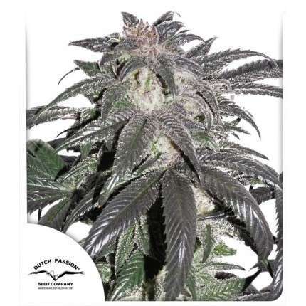Bubba Island Kush feminizada de Dutch Passion