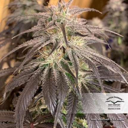 Bubba Island Kush feminizada de Dutch Passion