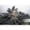 Bubba Island Kush feminizada de Dutch Passion