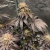 Bubba Island Kush feminizada de Dutch Passion
