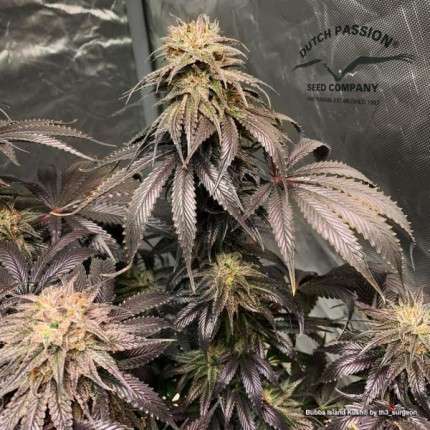 Bubba Island Kush feminizada de Dutch Passion