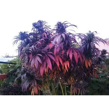 Bubba Island Kush feminizada de Dutch Passion