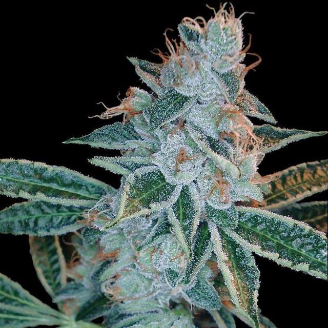 Lemon OG Kush feminizada de DNA Genetics
