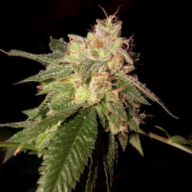 OG Kush feminizada de DNA Genetics