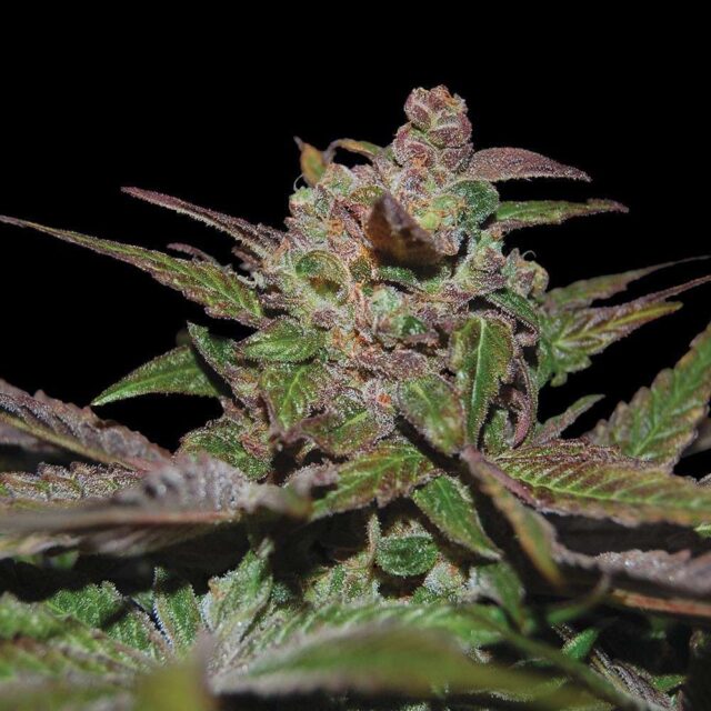 Purple Wreck feminizada de DNA Genetics