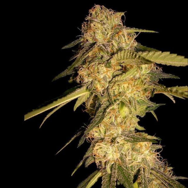 ReCon 2.0 feminizada de DNA Genetics