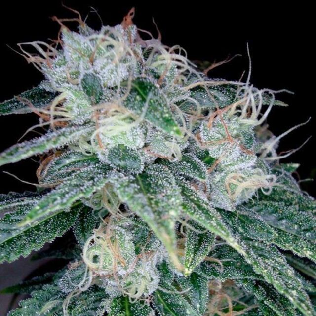 Sour Diesel feminizada de DNA Genetics