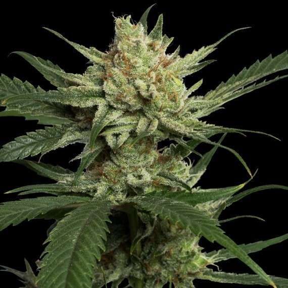 Strawberry Banana feminizada de DNA Genetics