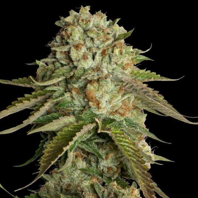 Kosher Kush feminizada de DNA Genetics