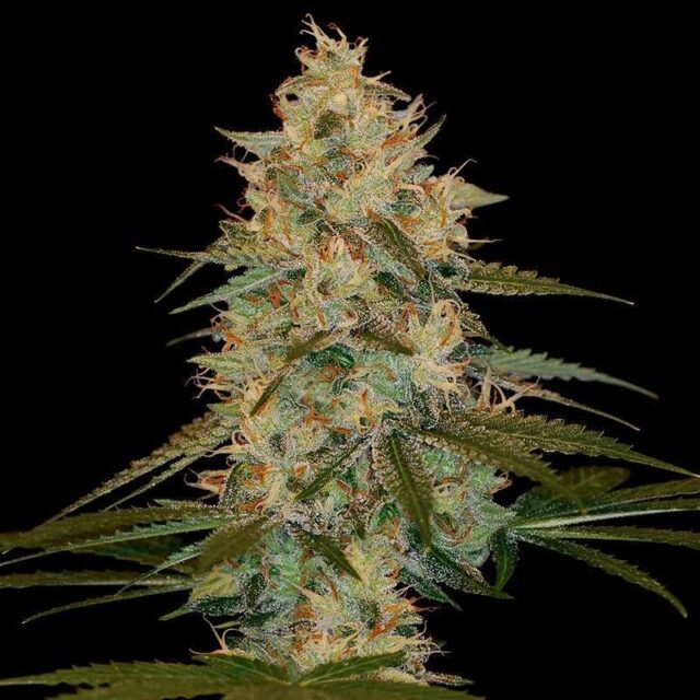 Chocolope Kush feminizada de DNA Genetics