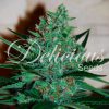 Fruity Chronic Juice feminizada de Delicious Seeds