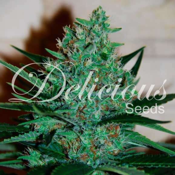 Fruity Chronic Juice feminizada de Delicious Seeds