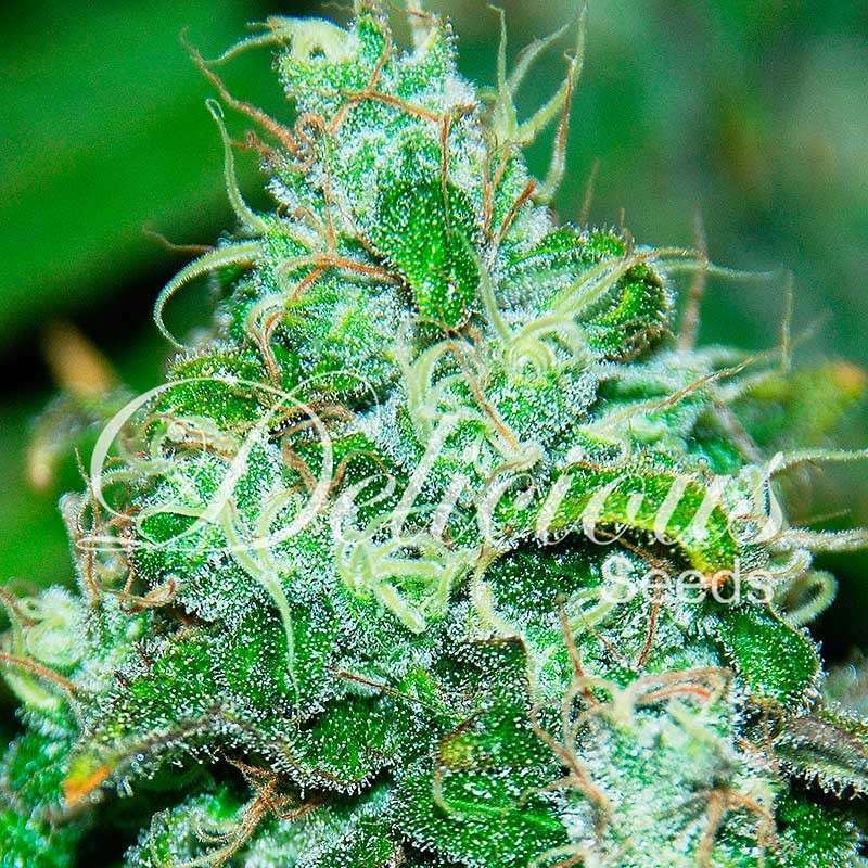 Fruity Chronic Juice feminizada de Delicious Seeds