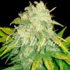 Il Diavolo Auto de Delicious Seeds