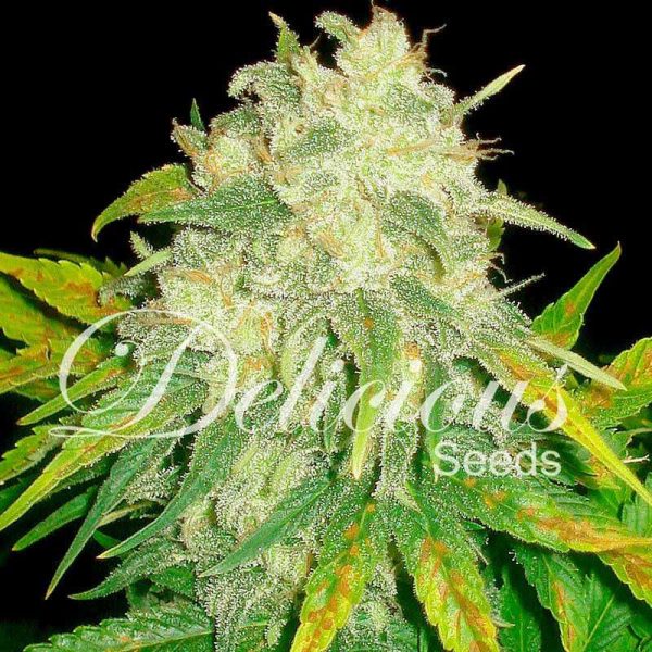 Il Diavolo Auto de Delicious Seeds