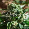 Il Diavolo Auto de Delicious Seeds
